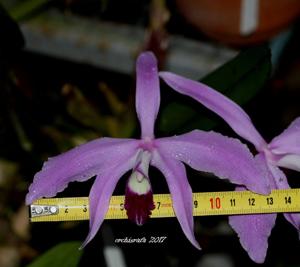 Cattleya perrinii