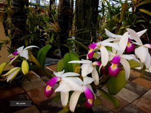 Cattleya violacea