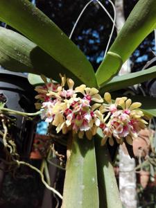 Gastrochilus obliquus