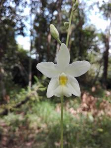 Spathoglottis eburnea