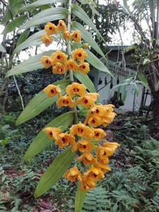 Dendrobium chrysanthum
