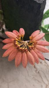 Bulbophyllum mastersianum