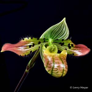 Paphiopedilum venustum