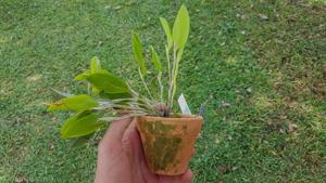 Restrepia brachypus