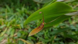 Restrepia brachypus