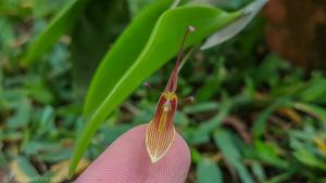 Restrepia brachypus