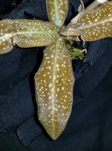 Habenaria carnea