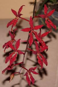 Renanthera bella