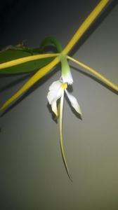 Epidendrum nocturnum