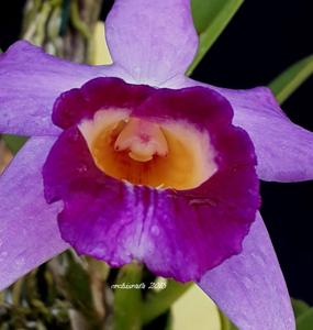 Cattleya praestans