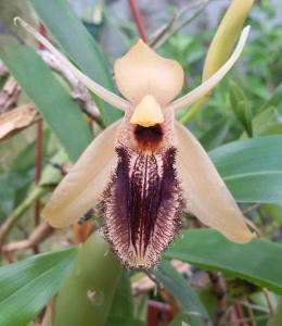 Coelogyne ovalis