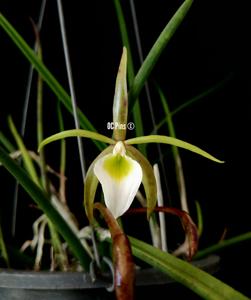 Brassavola reginae