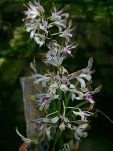 Dendrobium canaliculatum