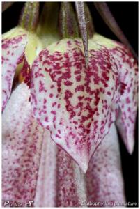 Bulbophyllum plumatum