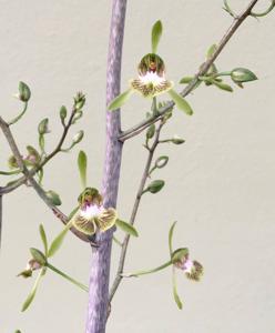 Oeceoclades calcarata