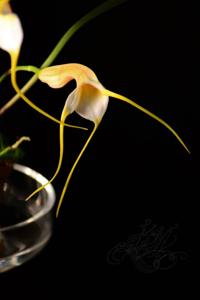 Masdevallia constricta