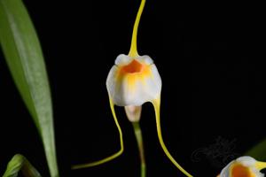 Masdevallia constricta