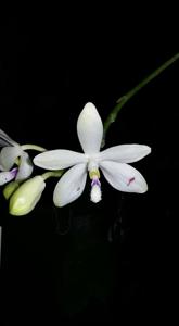 Phalaenopsis tetraspis