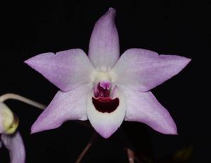 Dendrobium shixingense