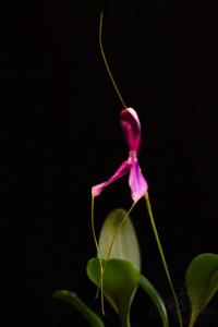 Masdevallia setacea