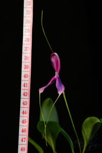 Masdevallia setacea