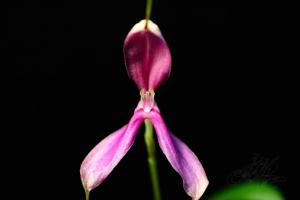 Masdevallia setacea