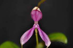 Masdevallia setacea