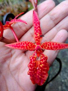 Renanthera bella