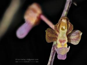 Rhynchogyna luisifolia