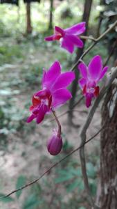 Phalaenopsis pulcherrima