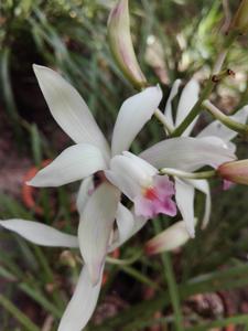 Cymbidium insigne