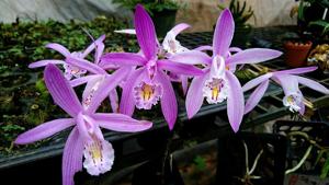 Pleione praecox