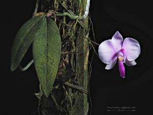 Phalaenopsis lowii