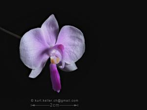 Phalaenopsis lowii