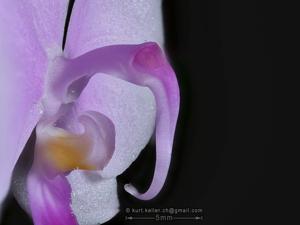 Phalaenopsis lowii