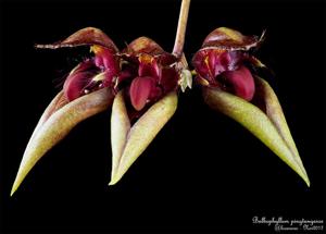Bulbophyllum pingtungense