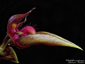 Bulbophyllum pingtungense