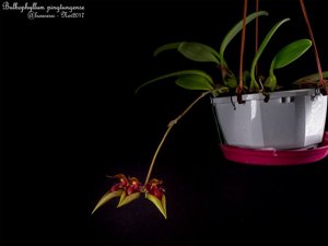 Bulbophyllum pingtungense