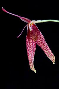 Restrepia contorta
