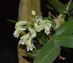 Dendrobium delacourii