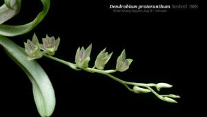 Dendrobium proteranthum
