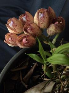 Peristeria serroniana