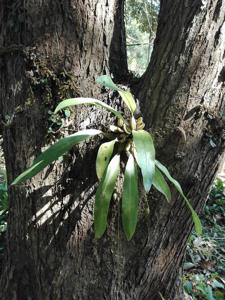 Thecostele alata