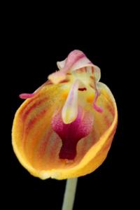 Restrepia nittiorhyncha