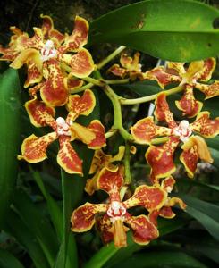 Vanda arcuata