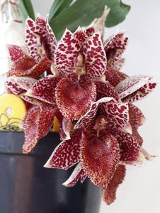 Catasetum denticulatum