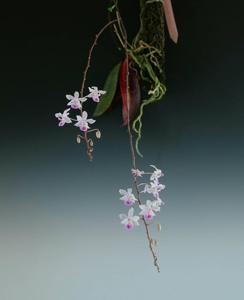 Phalaenopsis lindenii