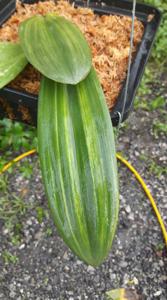 Bulbophyllum phalaenopsis