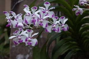 Vanda luzonica