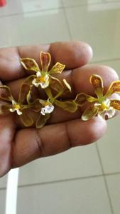 Encyclia oncidioides